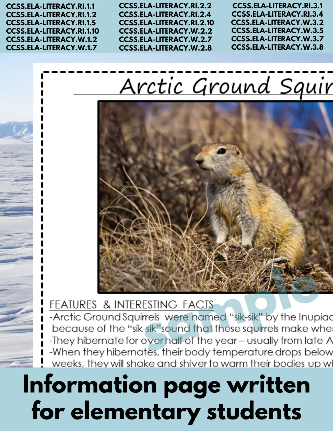 Arctic Ground Squirrel Animal Research Page for animal research report or reading