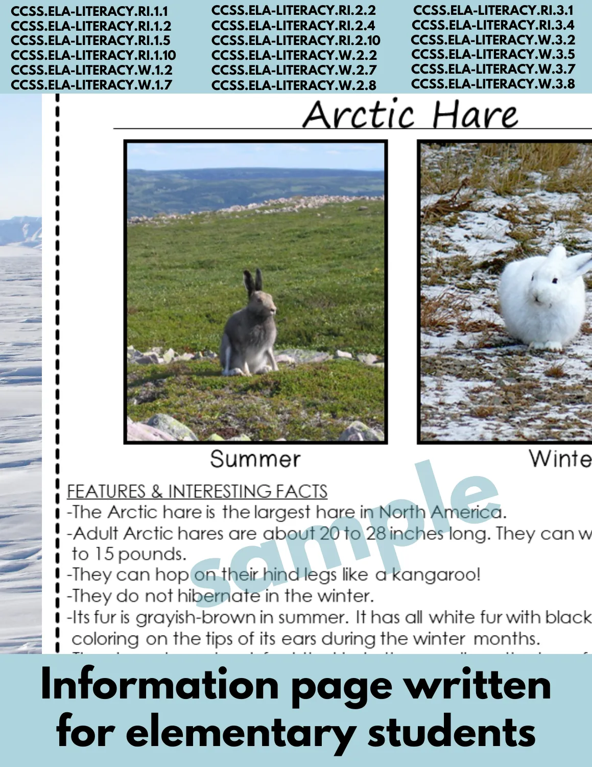 Arctic Hare Animal Research Pages for animal research paper