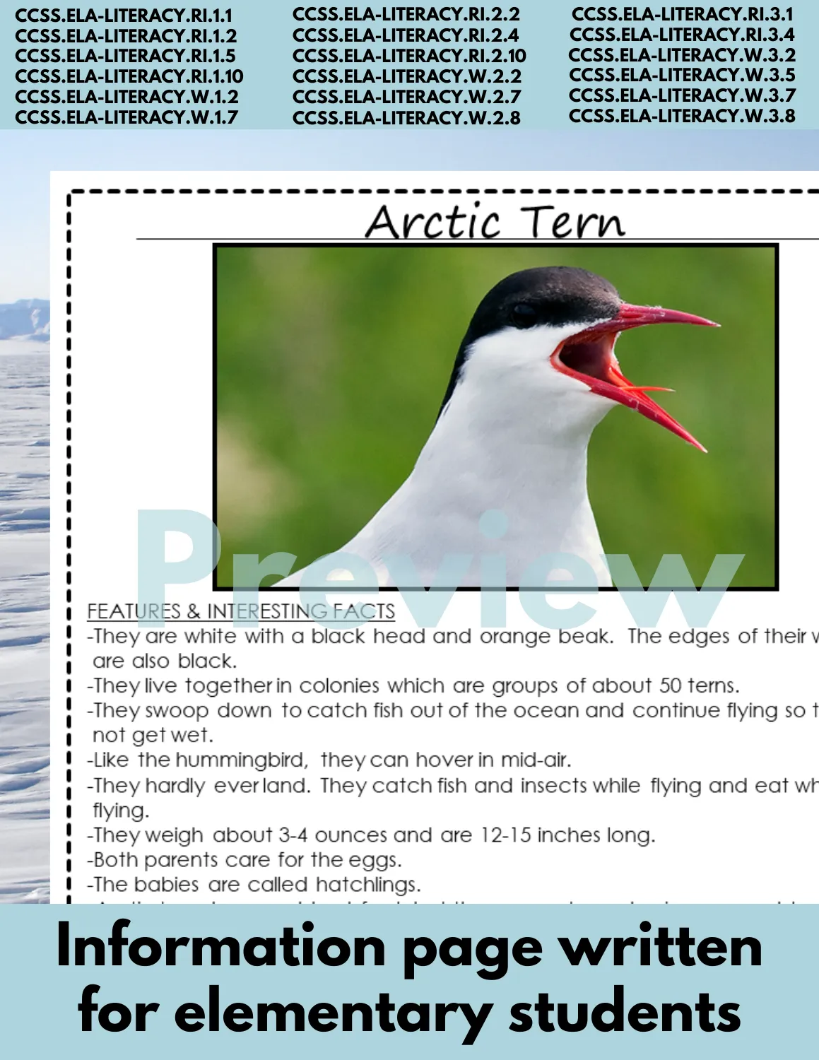 Arctic Tern Animal Research Page for research and writing animal reports