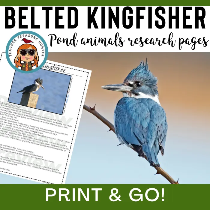 Belted Kingfisher Animal Research Pages for pond study and writing activity