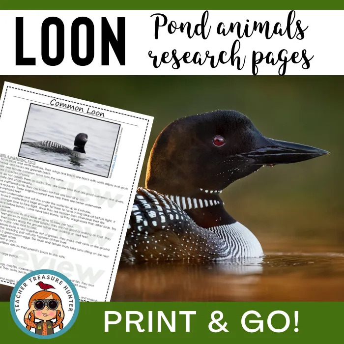 Common Loon Animal Research Pages for pond study and writing activity