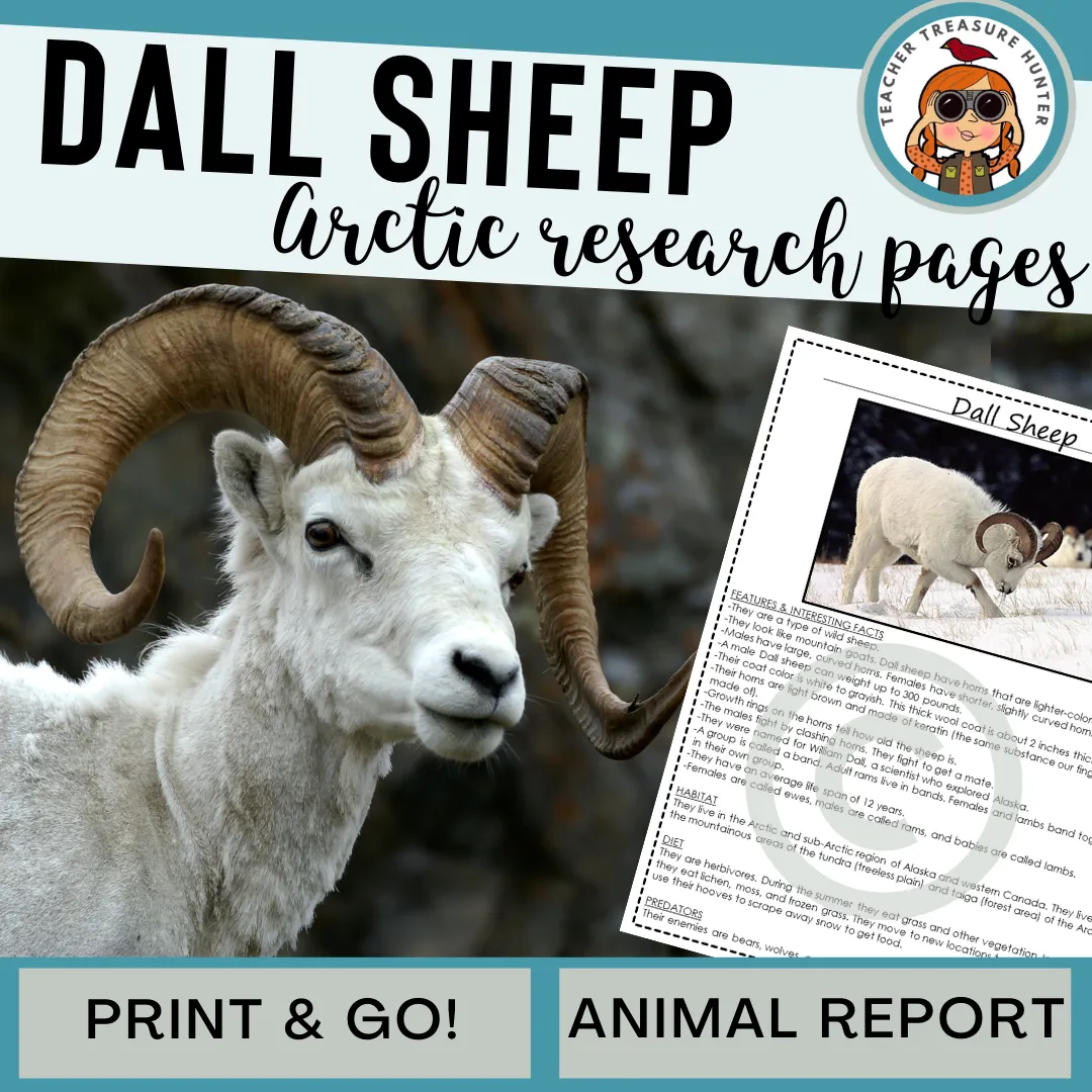 Dall Sheep Animal Research Pages for Arctic Animal reports