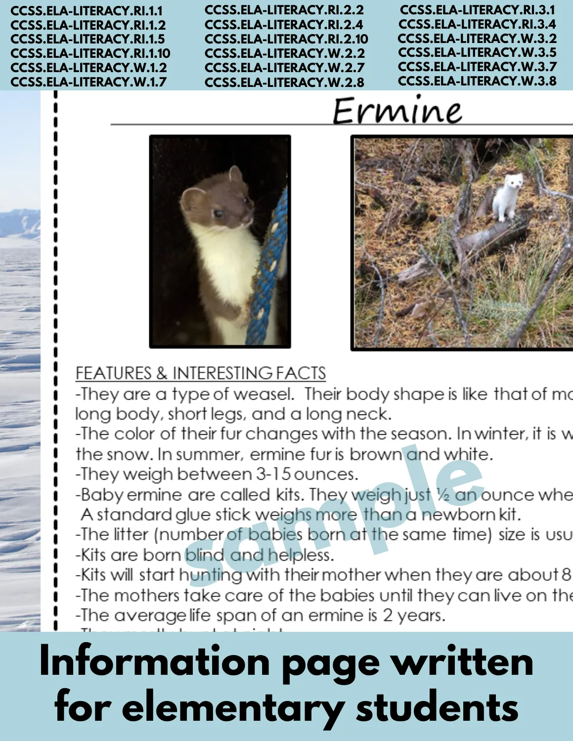 Ermine Arctic Animal Research Pages for animal research paper