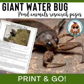 Giant Water Bug Animal Research Pages for pond study and writing activity