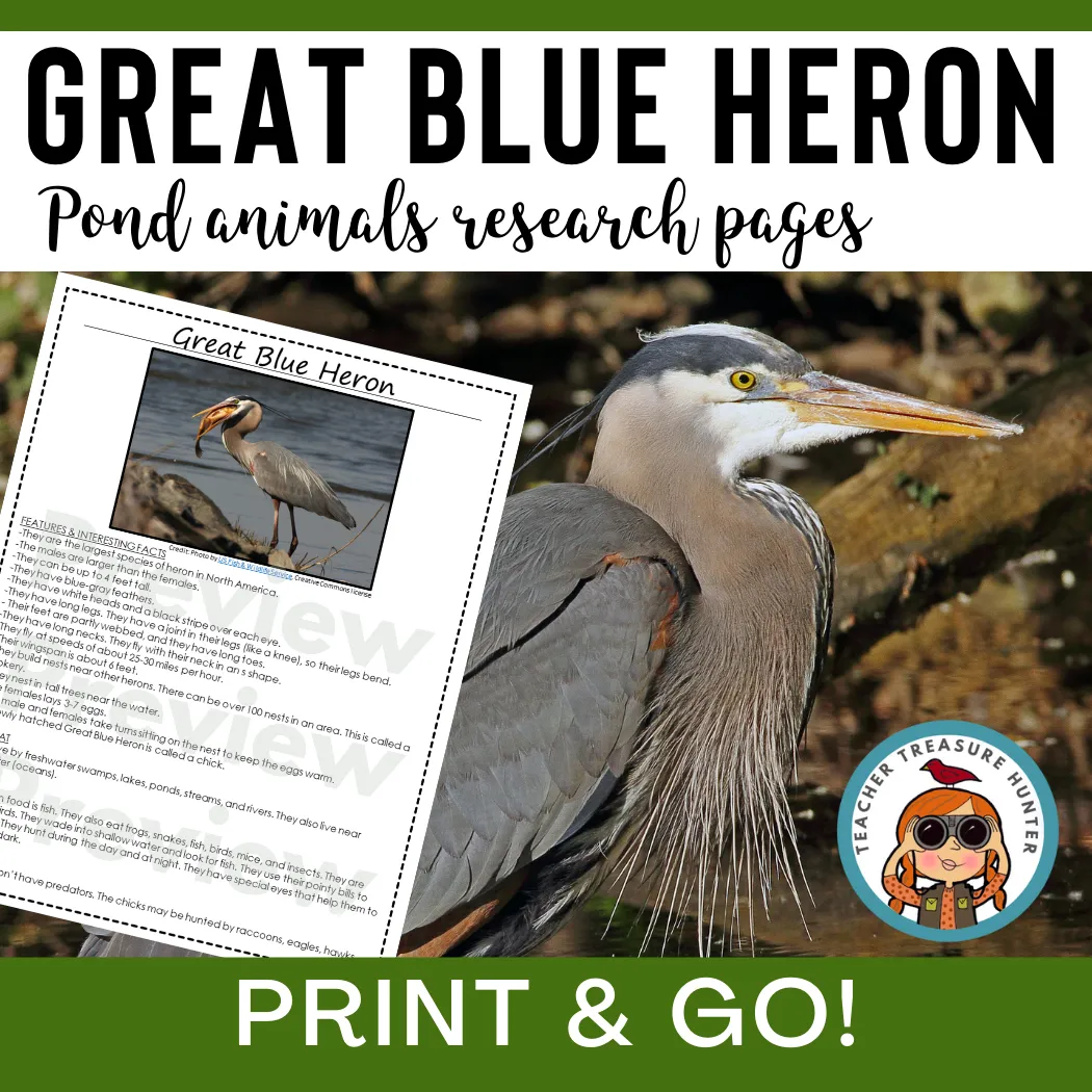 Great Blue Heron Animal Research Pages for pond study and writing activity