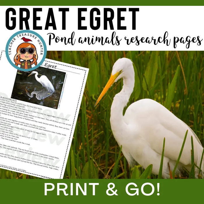 Great Egret Animal Research Pages for pond study and writing activity