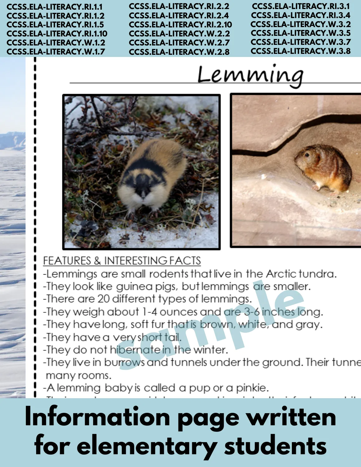 Lemming Animal Research Pages for learning about Arctic animals