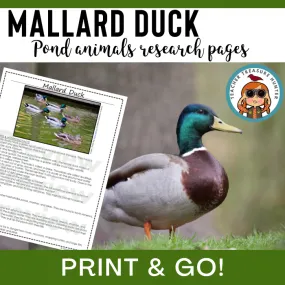 Mallard Duck Animal Research Pages for pond study and writing activity