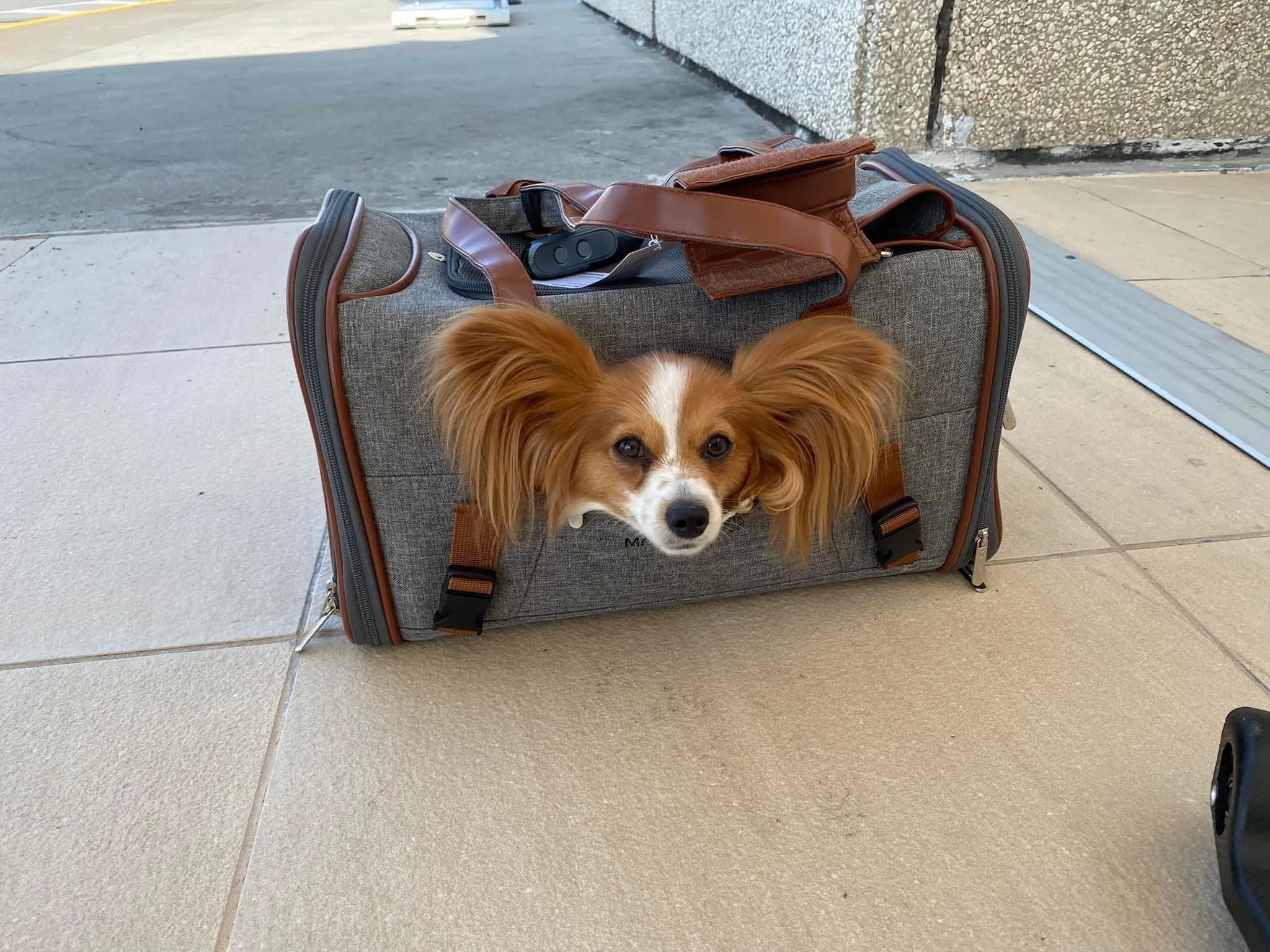 Mr. Peanut's Gold Series Airline Compliant Pet Carrier