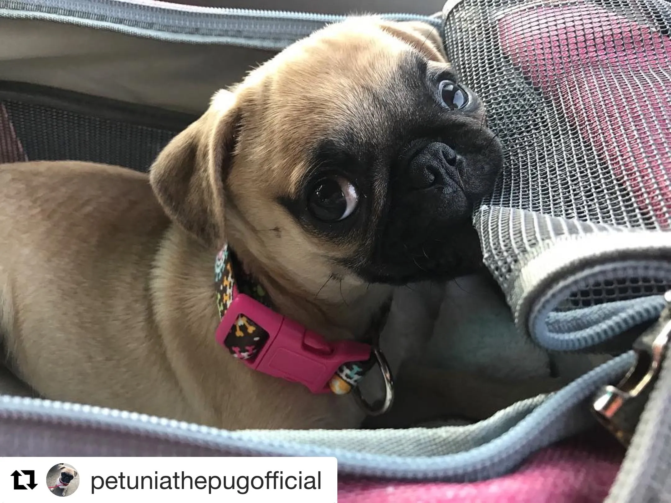 Mr. Peanut's Gold Series Airline Compliant Pet Carrier