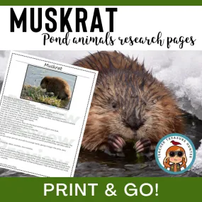 Muskrat Animal Research Pages for pond study and writing activity