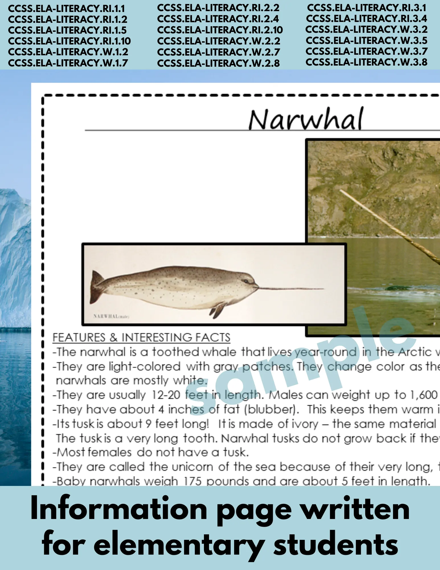 Narwhal Animal Research Pages for learning about Arctic animals