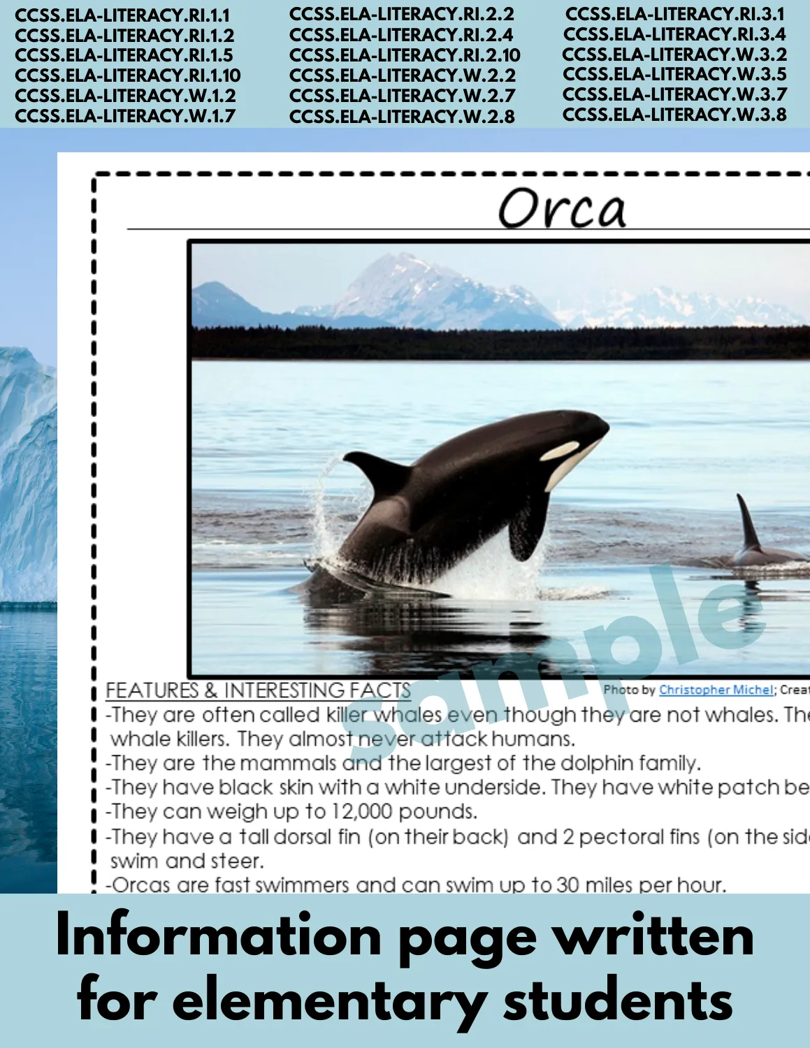 Orca Arctic Animal Research Pages for animal research paper