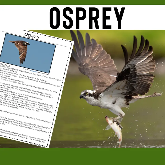 Osprey Animal Research Pages for pond study and learning about birds