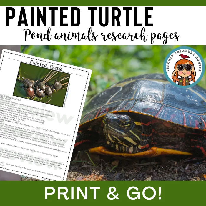 Painted Turtle Animal Research Pages for pond study and writing activity