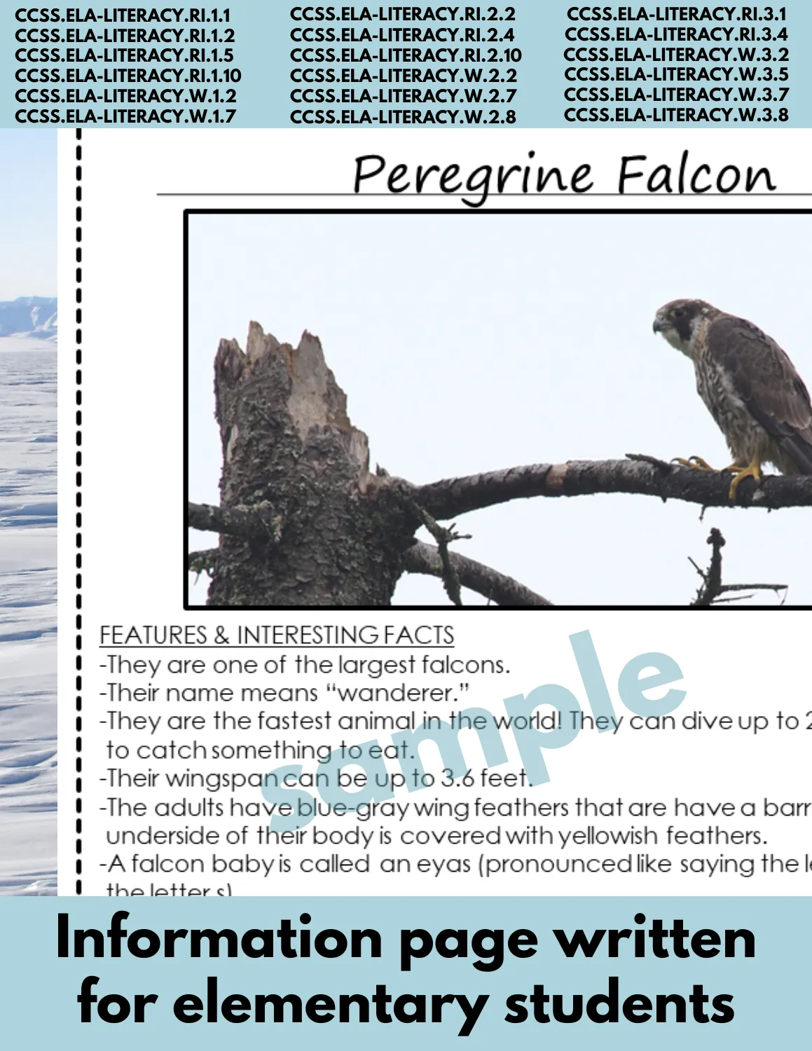 Peregrine Falcon Animal Research Pages for research and writing animal reports