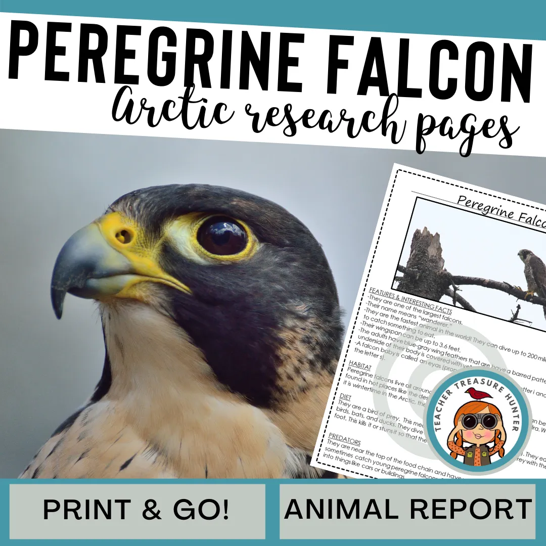 Peregrine Falcon Animal Research Pages for research and writing animal reports