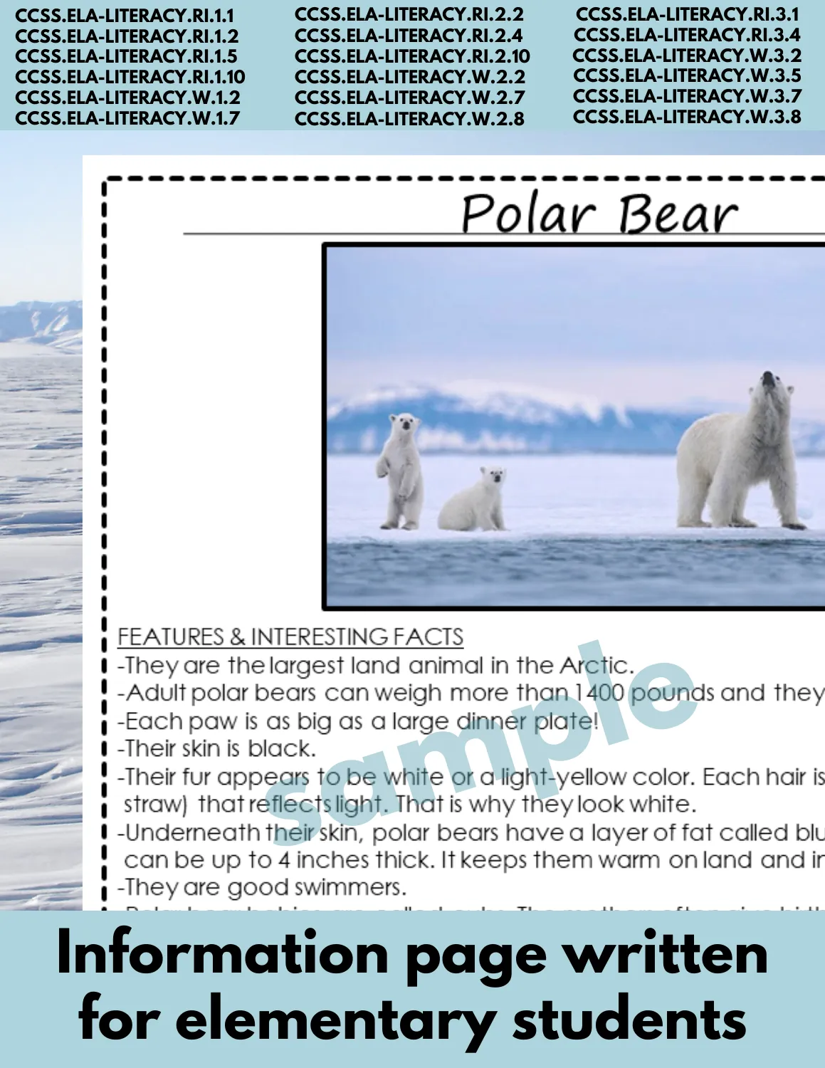 Polar Bear Arctic Animal Research Page for animal research report or reading