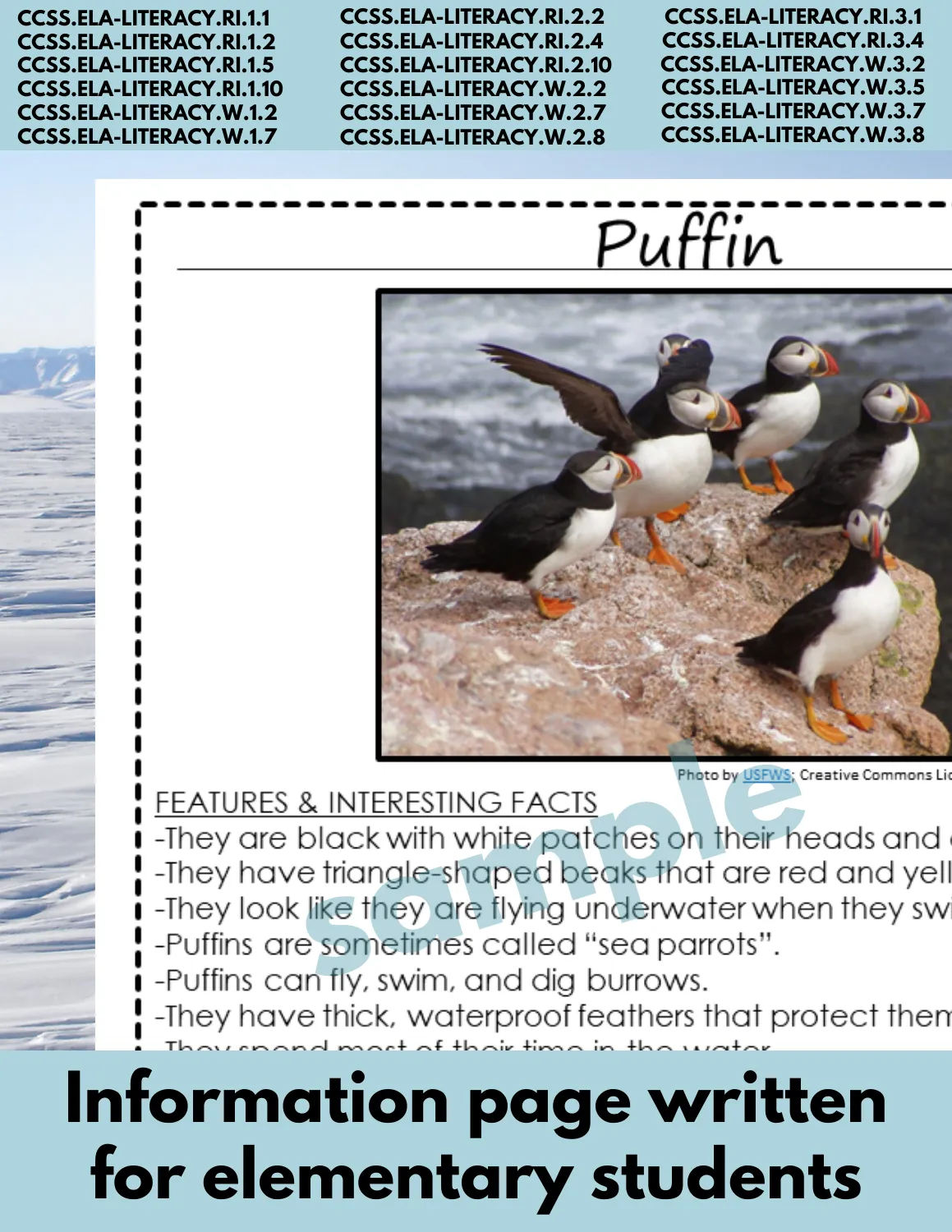 Puffin Arctic Animal Research Page for researching about Arctic animals