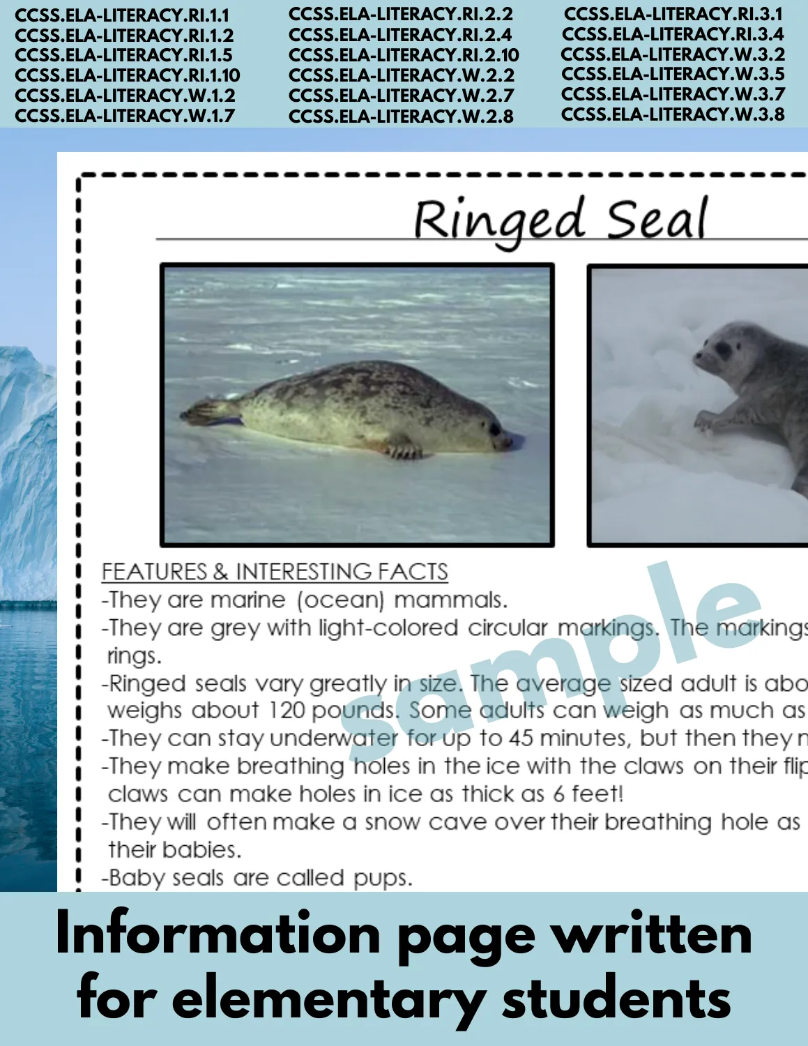 Ringed Seal Arctic Animal Research Page for learning about Arctic animals