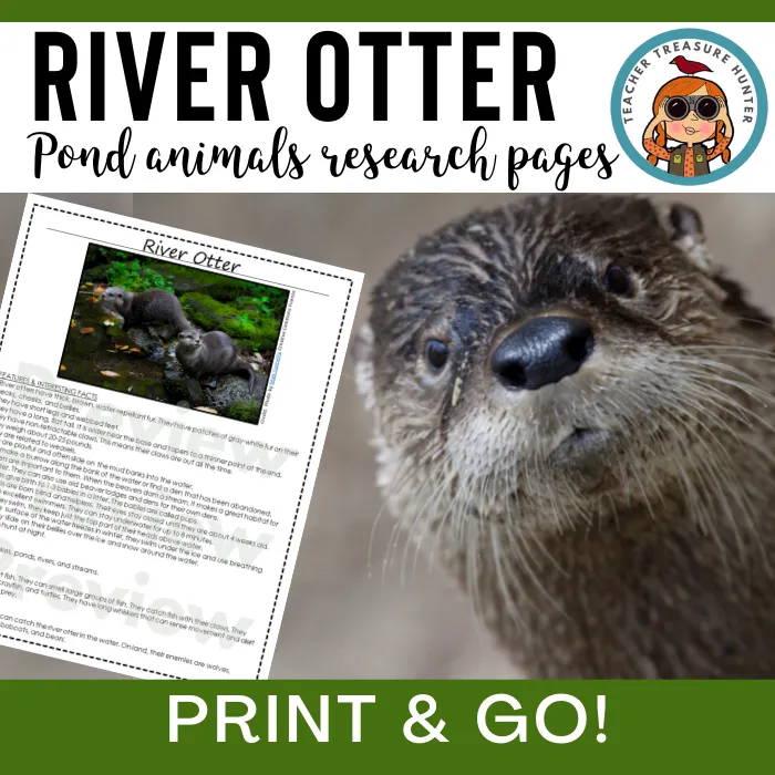 River Otter Animal Research Pages for pond study and writing activity