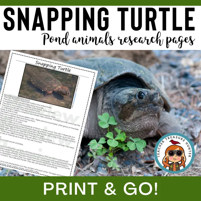 Snapping Turtle Animal Research Pages for pond study and writing activity