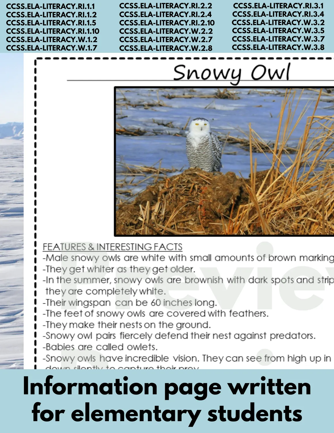 Snowy Owl Animal Research Pages for Arctic animal research report