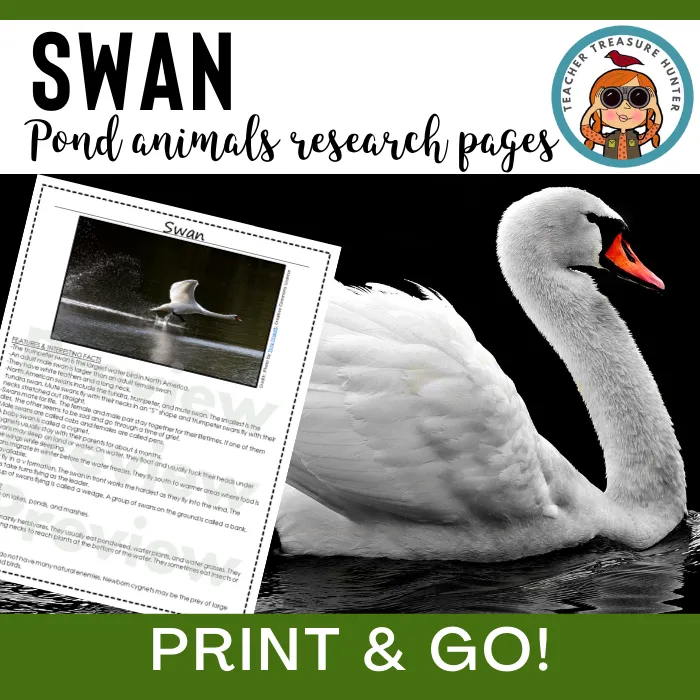 Swan Animal Research Pages for pond study and life science lessons