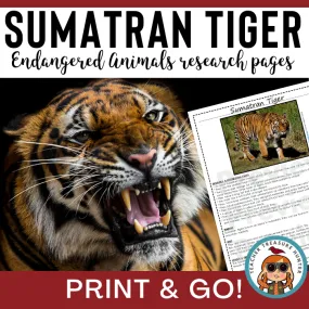 Tiger research Endangered Animal report | Sumatran Tiger information page