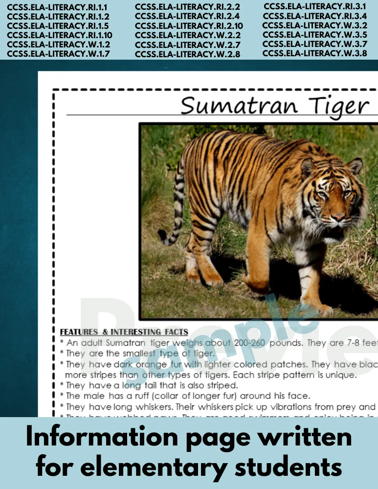 Tiger research Endangered Animal report | Sumatran Tiger information page