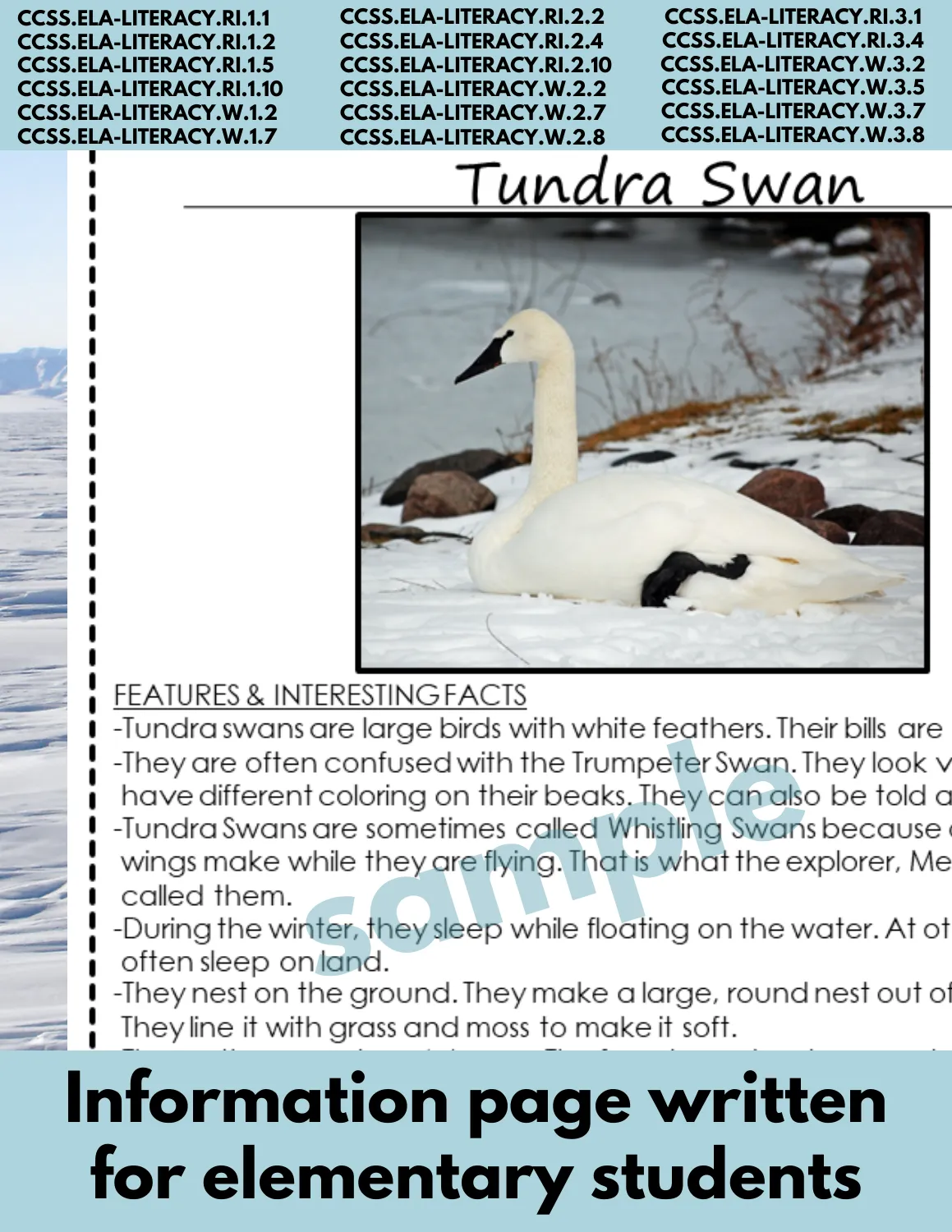 Tundra Swan Arctic Animal Research Page for animal report