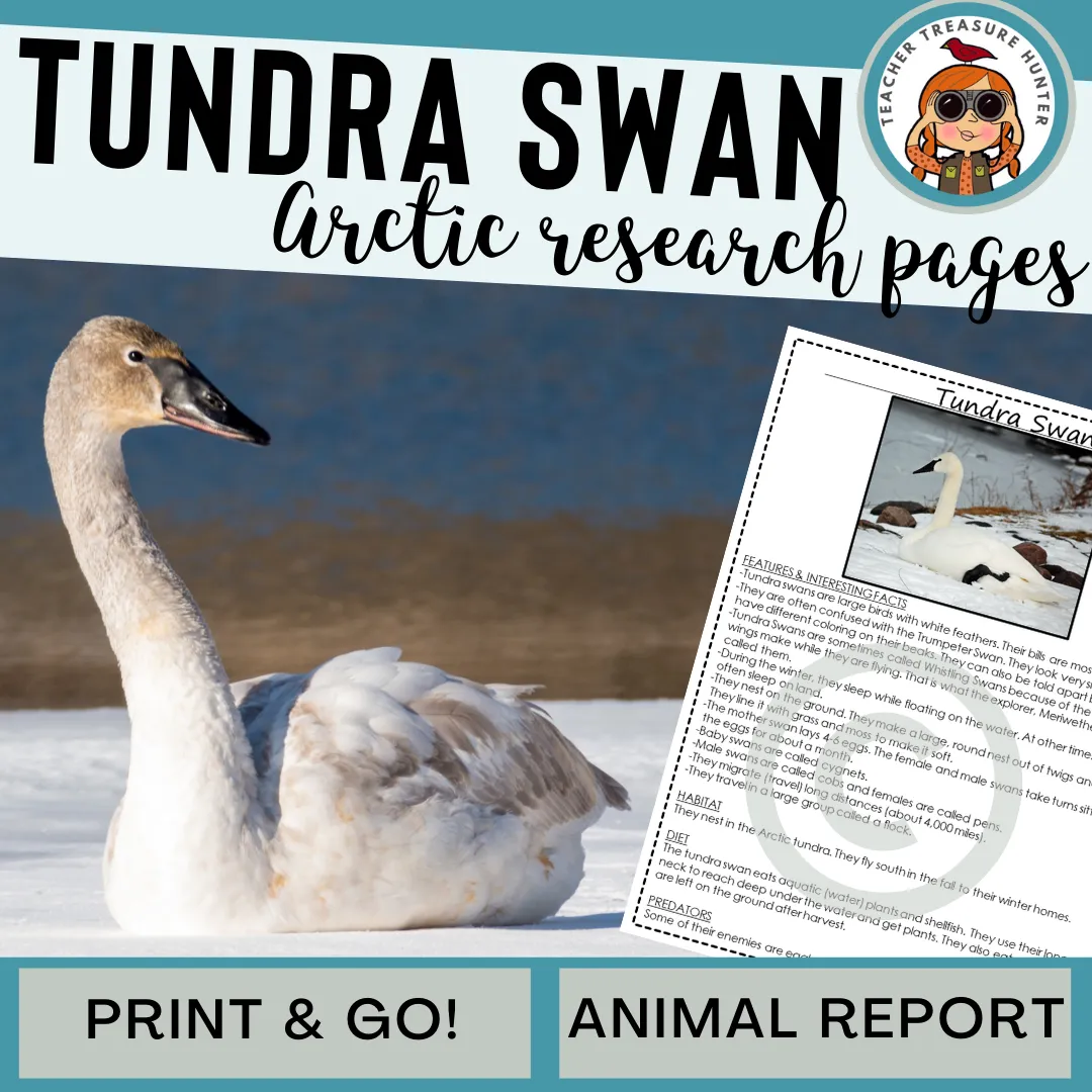 Tundra Swan Arctic Animal Research Page for animal report