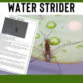 Water Strider Animal Research Pages for learning about ponds and insects