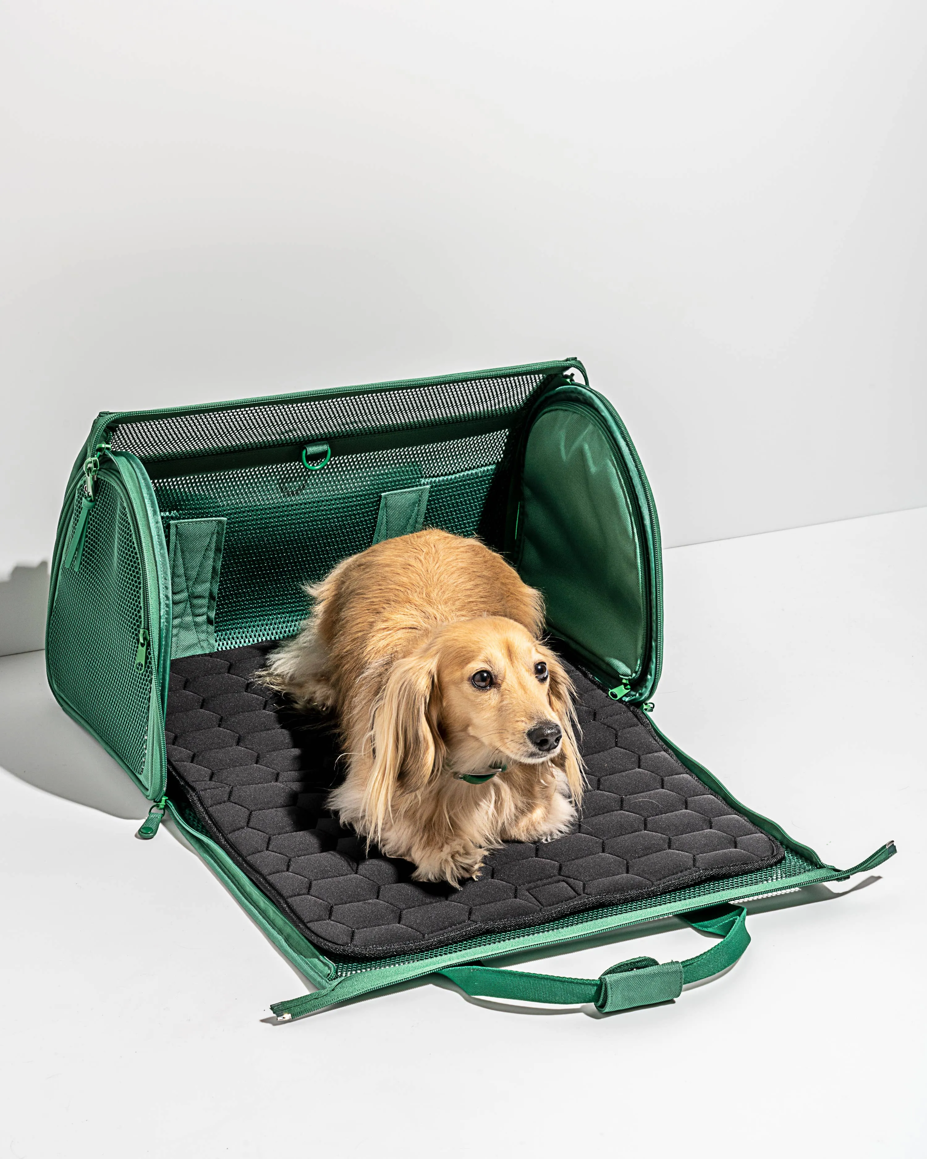 Wild One - Travel TSA Compliant Pet Dog Carrier