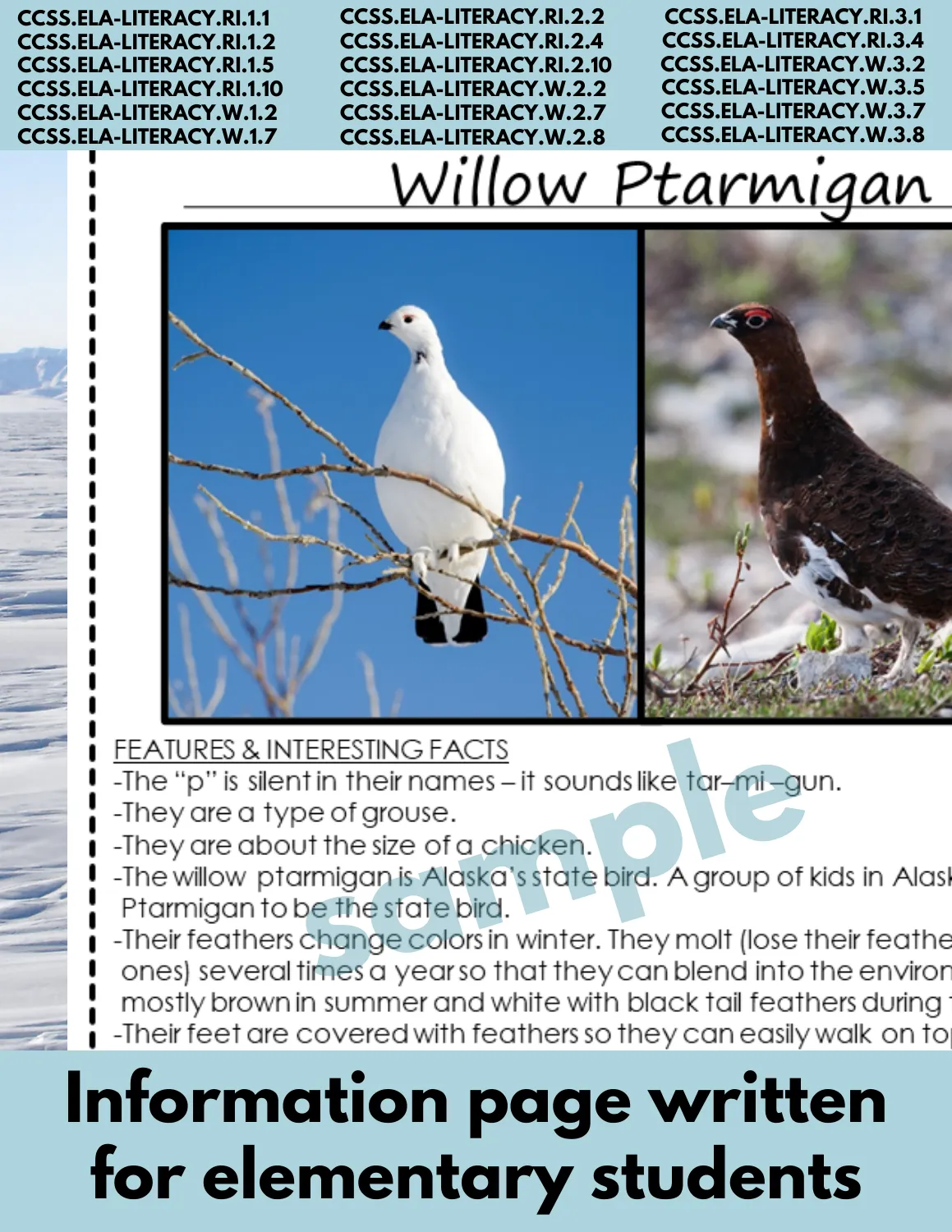 Willow Ptarmigan Arctic bird Research Page for writing Arctic animal reports