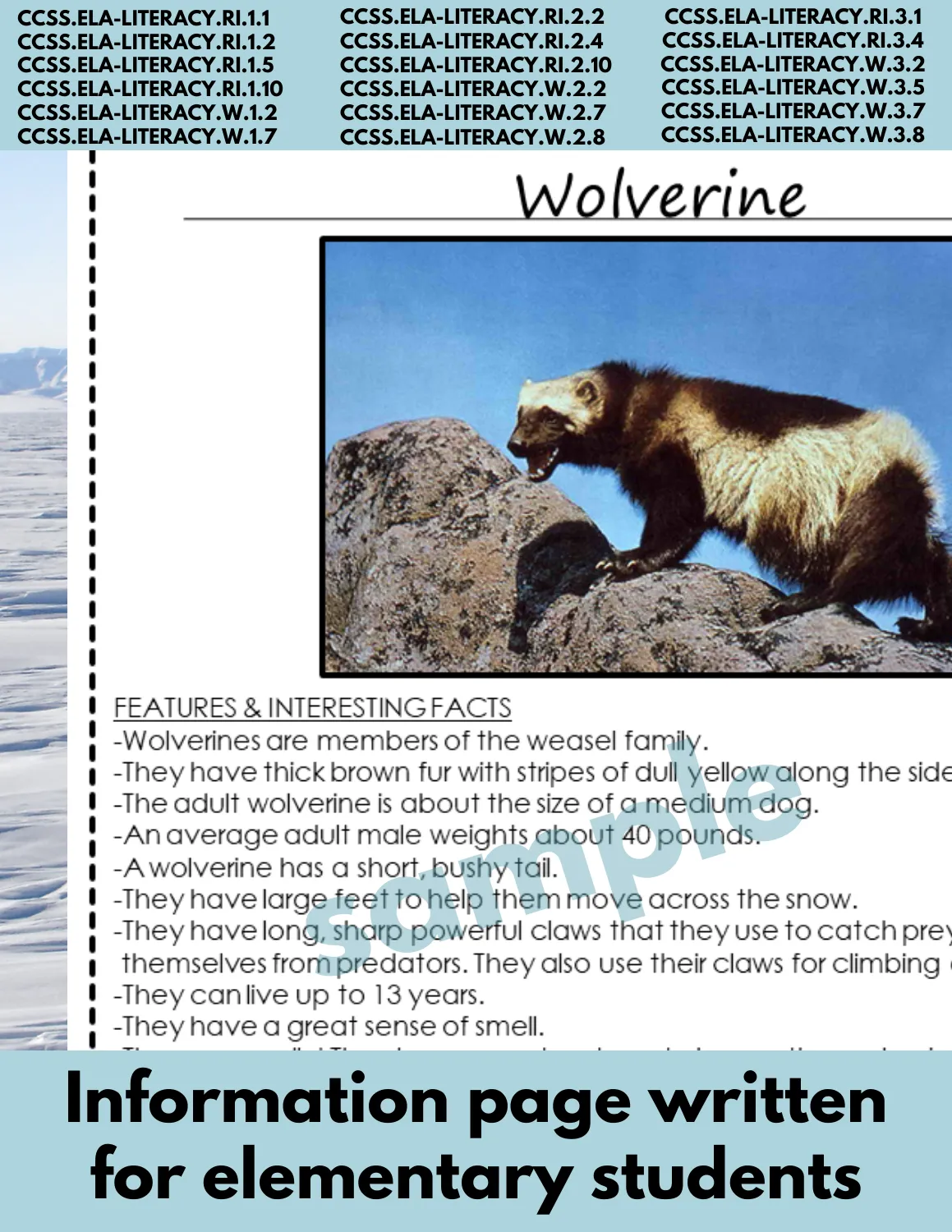 Wolverine Animal Research Pages for research and writing an animal report